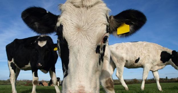 Krowy ze Słowacji nie mają objawów wąglika /&copy;123RF/PICSEL