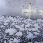 Kruche piękno na wodzie. Gdzie można zobaczyć lodowe kwiaty?