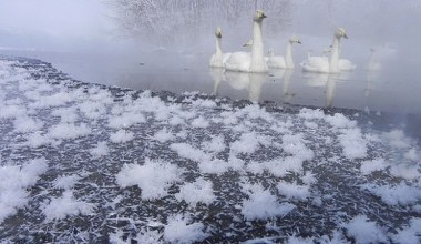 Kruche piękno na wodzie. Gdzie można zobaczyć lodowe kwiaty?