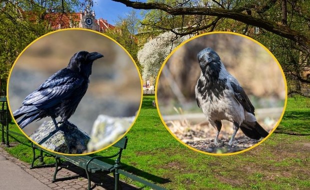 Kruk czy wrona? Większość Polaków wciąż myli te ptaki. Oto prosty trik, jak je rozróżnić