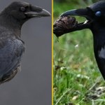 Kruk czy wrona? Większość z nas nie zna tych 10 różnic
