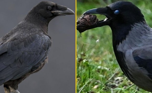 Kruk czy wrona? Większość z nas nie zna tych 10 różnic