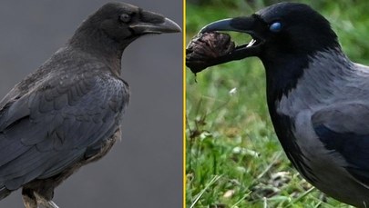 Kruk czy wrona? Większość z nas nie zna tych 10 różnic