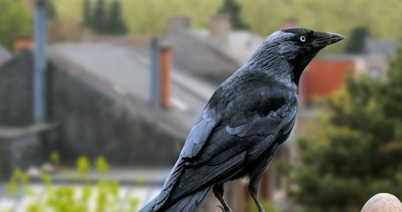 Krukowate są jednymi z najinteligentniejszych zwierząt na Ziemi /Philippe Clement/UIG Nature Environment /East News