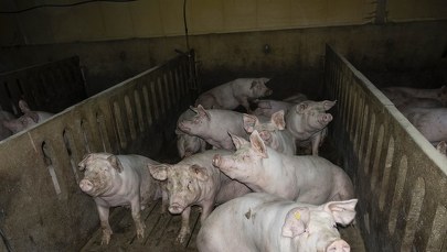 Krwawiące rany, martwe świnie wśród żywych. Wstrząsające nagranie