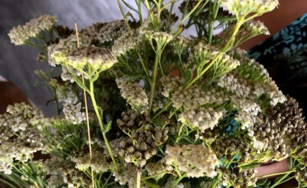 Krwawnik pospolity. Lek na wiele dolegliwości