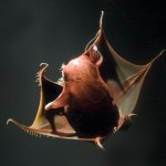 Krwiste oczy i mnóstwo zębów. Nareszcie wiemy, skąd wzięła się w głębinach