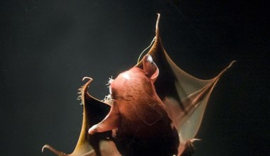 Krwiste oczy i mnóstwo zębów. Nareszcie wiemy, skąd wzięła się w głębinach