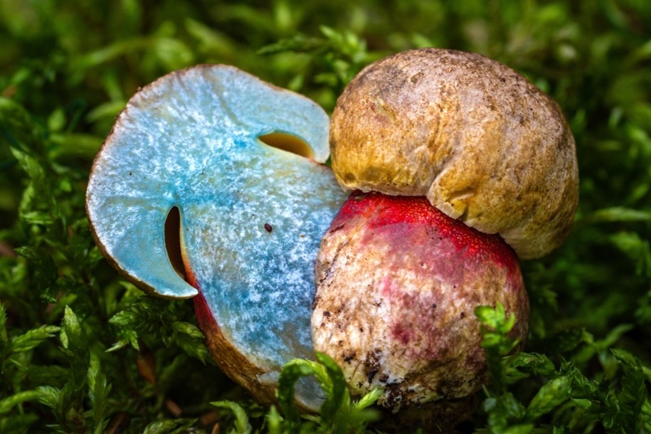 Krwistoborowik szatański odnaleziony na terenie Poznania /Shutterstock