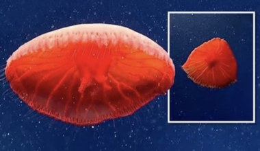 Krwistoczerwona meduza. Naukowcy czegoś takiego nie widzieli