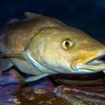 Krytyczna sytuacja dorsza bałtyckiego. Ryby skurczyły się o połowę