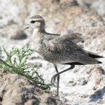 Krytycznie zagrożony ptak w Polsce. Przyleciał znad Zatoki Perskiej