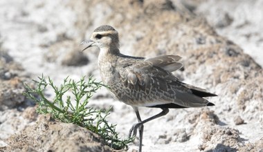 Krytycznie zagrożony ptak w Polsce. Przyleciał znad Zatoki Perskiej