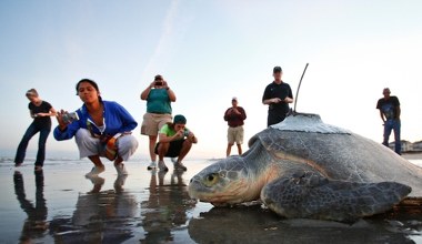 Krytycznie zagrożony żółw na plaży w Europie. Co on tutaj robił?