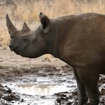 Krytyczny błąd w ochronie nosorożców. Pomoc może być szkodliwa
