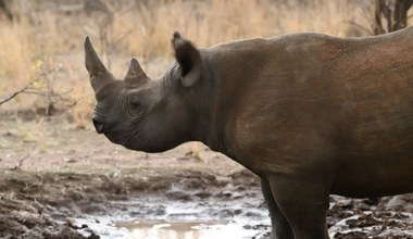 Krytyczny błąd w ochronie nosorożców. Pomoc może być szkodliwa