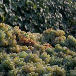 Kryzys na rynku koniaku. Producenci płacą tysiące euro za likwidację winnicy