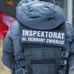 Kryzys systemu ochrony zwierząt w Polsce. Co obnażyła sytuacja w sobolewskim schronisku?