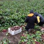 Kryzys w rolnictwie wisiał w powietrzu. "Cały rynek wymaga organizacji"