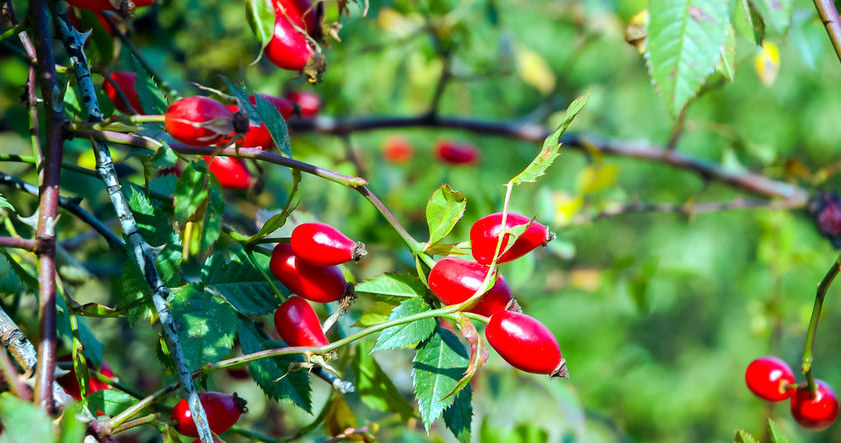 Krzak dzikiej róży /&copy;123RF/PICSEL