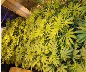 Krzaki konopi znaleznione w fabryce /Policja /RMF/Policja