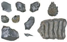 Krzemienne narzędzia i ząb mamuta, znalezione w Norfolk &nbsp; /Fot. Parfitt et al. Nature