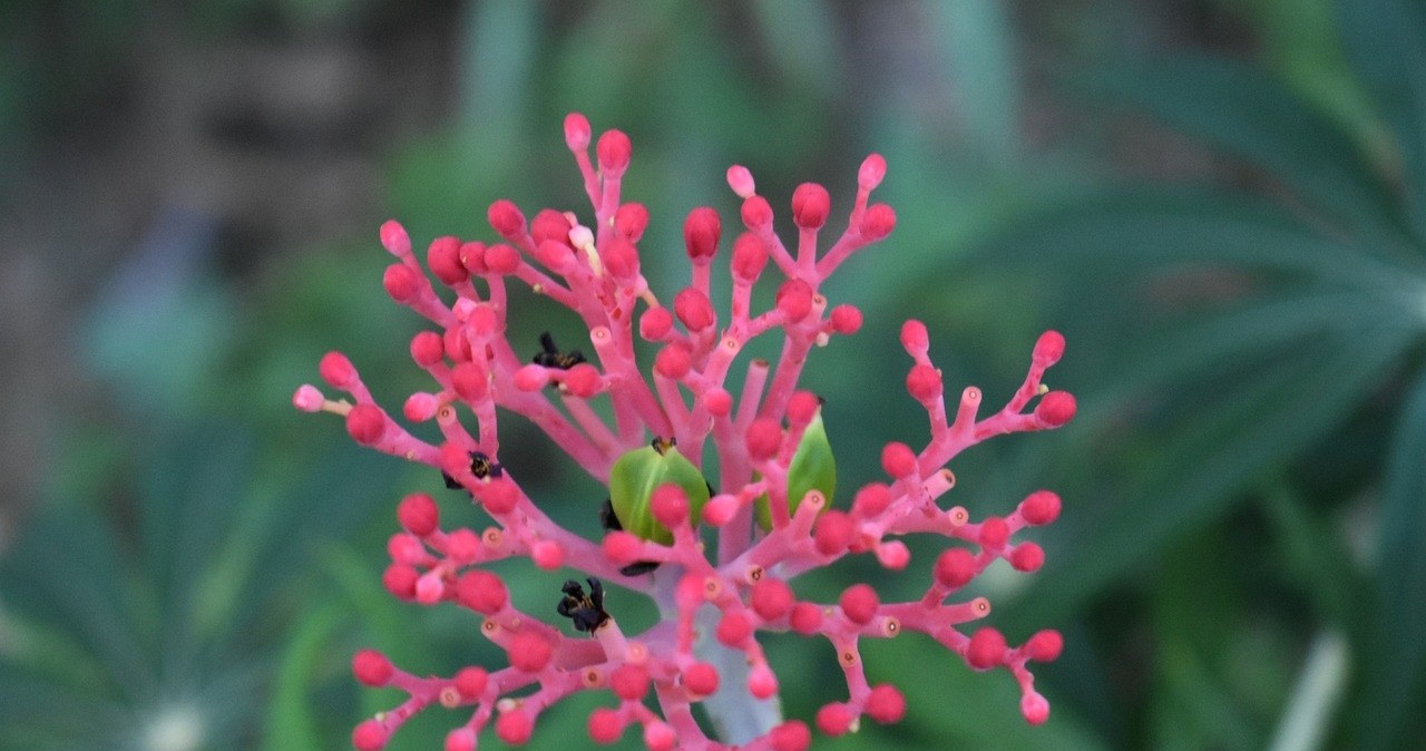 Krzew koralowy wygląda bardzo oryginalnie i nie jest szczególnie trudny w uprawie. Jak o niego dbać? /pixabay.com