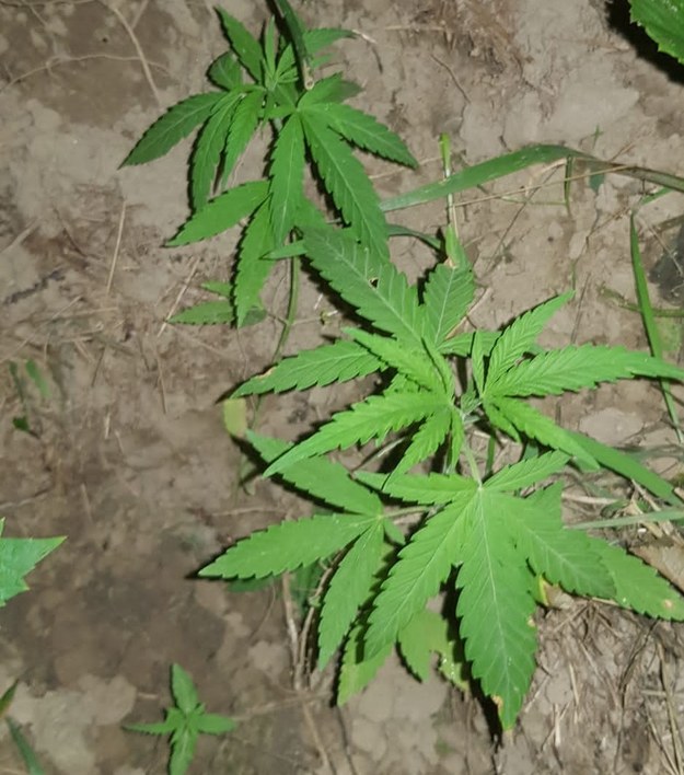 Krzew marihuany z plantacji /Policja