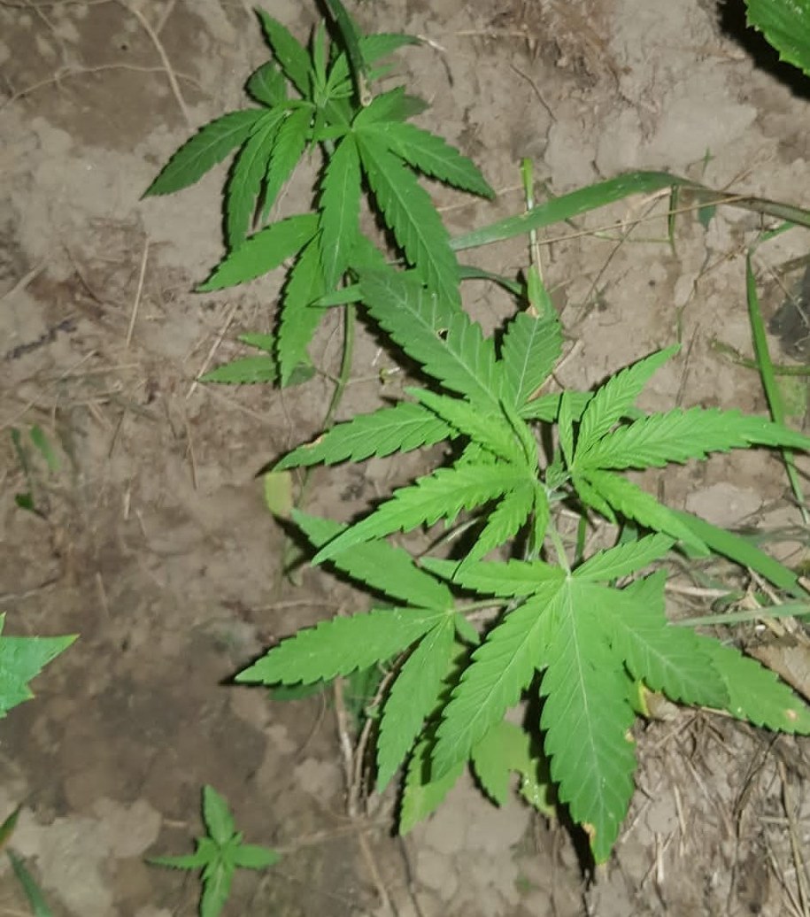 Krzew marihuany z plantacji /Policja