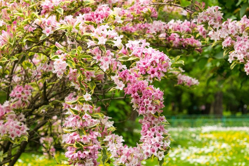 Krzewuszka cudowna /&copy;123RF/PICSEL