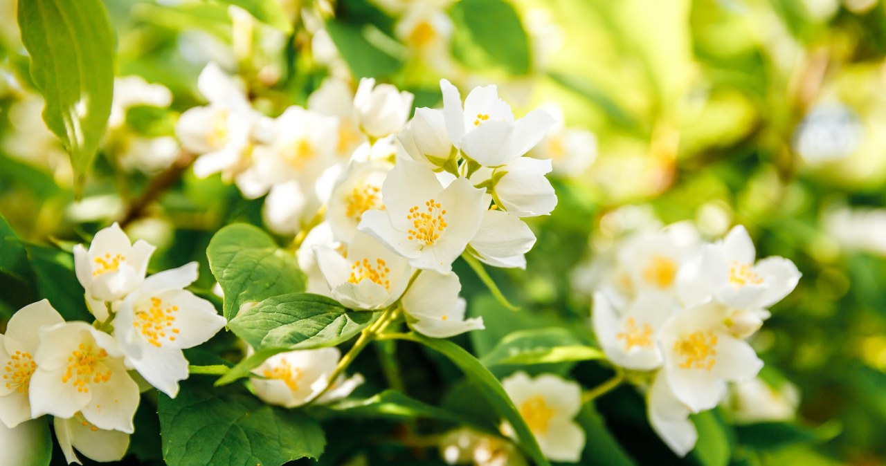 Krzewy łatwiejsze w uprawie od hortensji. /123RF/Picsel, 123RF/Picsel /INTERIA.PL