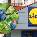 Krzewy owocowe za grosz w Lidlu! Promocja startuje w czwartek! 
