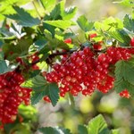 Krzewy porzeczek usychają? Znajomy ogrodnik zdradza, co może być przyczyną