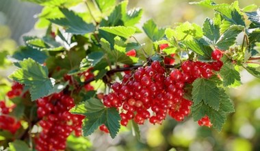 Krzewy porzeczek usychają? Znajomy ogrodnik zdradza, co może być przyczyną