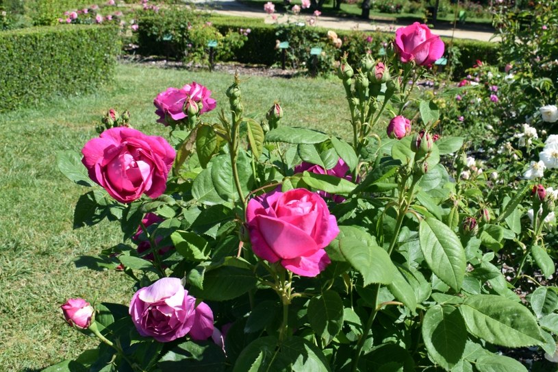 Krzewy różane obsypią się kwiatami, jeśli wzmocnimy je naturalną odżywką. Jak ją przygotować? /Pixel