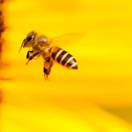 Krzyczące pszczoły. Nie tylko ludzie wrzeszczą, gdy dzieje się coś przerażającego