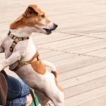 Krzyk wytrąca psa z równowagi. Ton głosu ma fizyczny wpływ na jego ciało