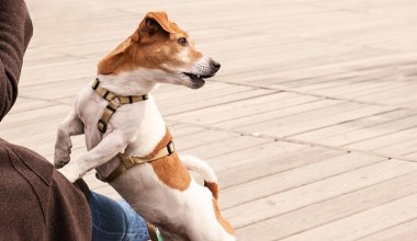 Krzyk wytrąca psa z równowagi. Ton głosu ma fizyczny wpływ na jego ciało