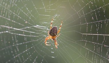 Krzyżak ogrodowy. Pająk z krzyżem na odwłoku. Czy jego ugryzienie jest groźne?