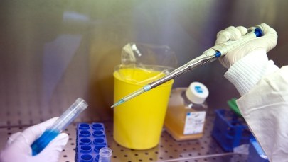 Krzyżówka owcy z meduzą „przez pomyłkę” sprzedana jako baranina