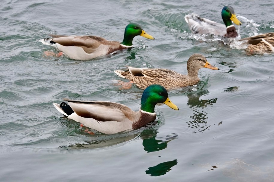 Krzyżówka zwyczajna (Anas platyrhynchos) /Chris Dale /Shutterstock