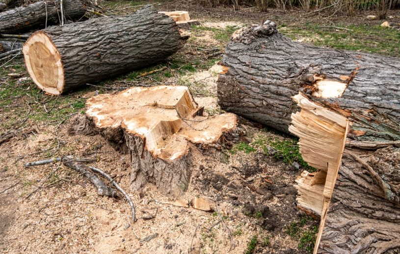 Ks. Tomasz Styczeń miał nielegalnie wyciąć stare drzewa na terenie parafii. Otrzymał 200 tys. zł kary, odwołał się od decyzji /123RF/PICSEL