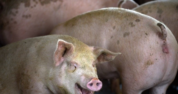 Ksenotransplantacje nie są powszechnie stosowane, ale wkrótce może się to zmienić /AFP