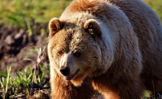 Książę Lichtensteinu na polowaniu. Miał zastrzelić największego niedźwiedzia w Rumunii