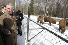 Księcia Karola spotkanie z Tatarami i żubrami