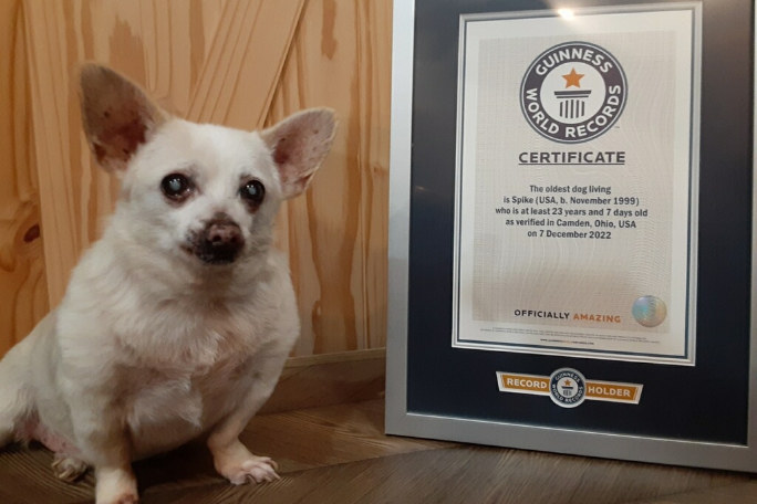 Księga rekordów Guinessa poinformowała, że najstarszy pies na świecie to Spike z Ohio w USA. Chihuahua ma 23 lata i jest niemal ślepy. Dni spędza na jedzeniu, drzemkach i spacerach po farmie /materiały prasowe