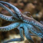 Księgę Guinnessa do poprawy? Najstarsza ośmiornica nie była ośmiornicą