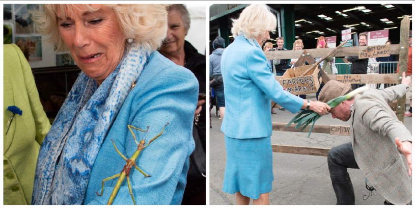 Księżna Kamila na South of England Show /AFP
