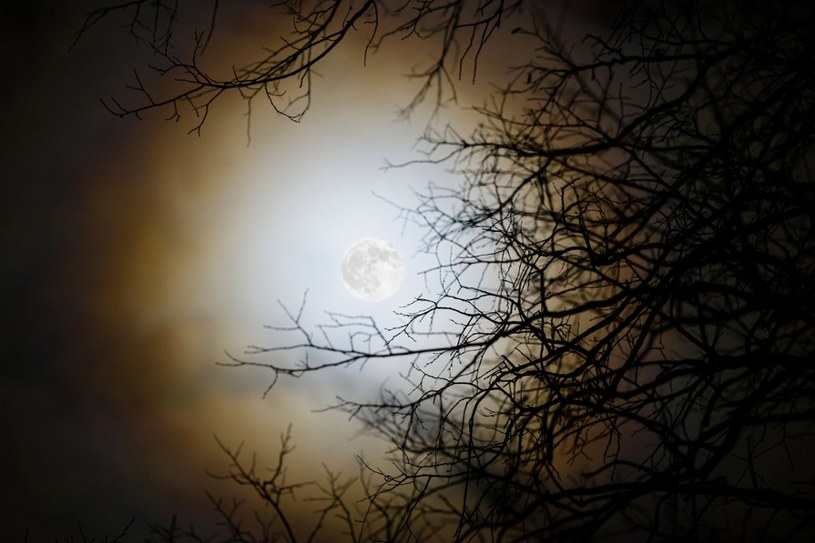 Księżyc za drzewami. Wpływ grawitacji Księżyca na zwierzęta i rośliny jest znaczący. /LUKASZ SZCZEPANSKI/REPORTER /East News