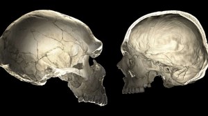 Kształt czaszki mamy po neandertalczykach
